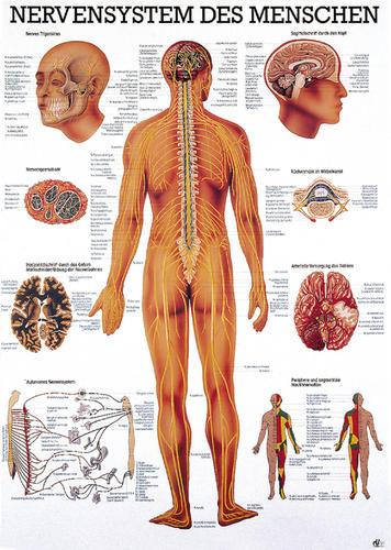 Lehrtafel Nervensystem des Menschen, 70x100cm, 1St