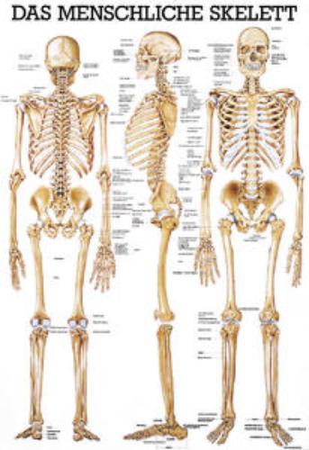 Lehrtafel Das menschliche Skelett, 70x100cm, 1St