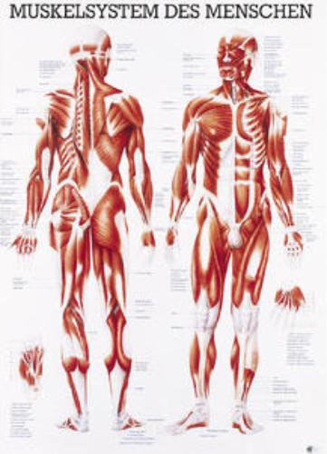 Lehrtafel Muskelsystem des Menschen, 70x100cm, 1St