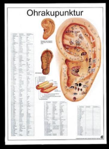 Lehrtafel Ohrakupunktur, 50x70cm, 1St
