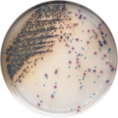 Müller-Hinton II Agar Petrischalen, 20Stk Müller-Hinton II Agar Petrischalen, 20Stk